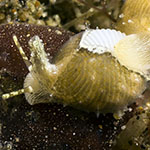 Cypraea tigris